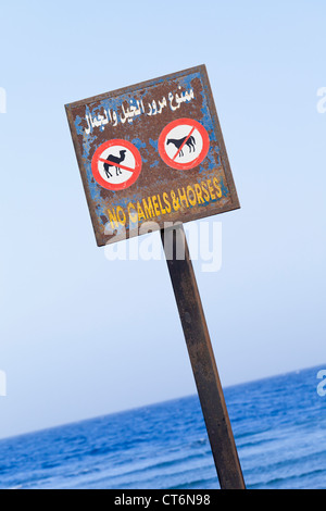 No cammelli e cavalli segno sul lungomare di Dahab, Egitto Foto Stock