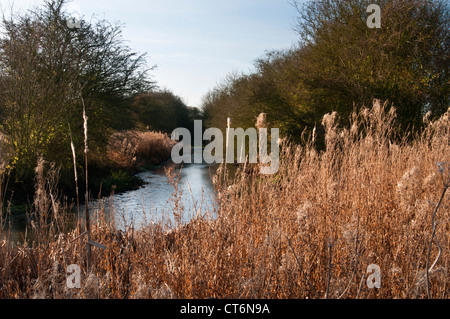 Visto attraverso il golden ance invernali è parte di un fossato che una volta che ha difeso un maniero fortificato vicino casa poco Staughton Bedfordshire, Inghilterra Foto Stock