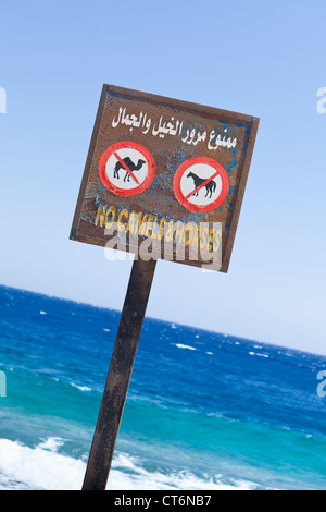 No cammelli e cavalli segno sul lungomare di Dahab, Egitto Foto Stock