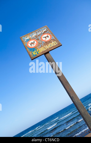 No cammelli e cavalli segno sul lungomare di Dahab, Egitto Foto Stock