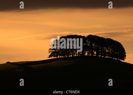 Alba su pascoli Askrigg; Askrigg village, Wensleydale; Yorkshire Dales National Park, England, Regno Unito Foto Stock