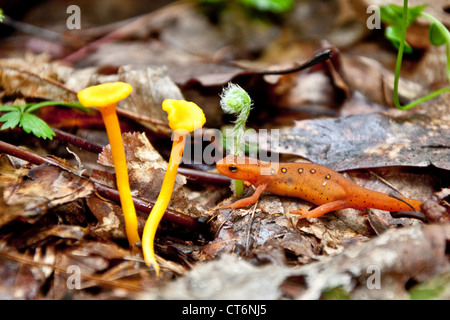 Rosso (Eft Notophthalmus viridescens) Foto Stock