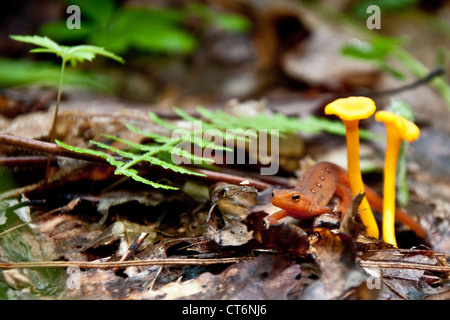 Rosso (Eft Notophthalmus viridescens) Foto Stock