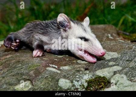 I giovani di opossum Feigning morte Foto Stock