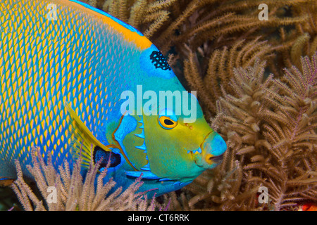 Regina angelfish nuota tra i coralli molli sulla barriera corallina. Foto Stock
