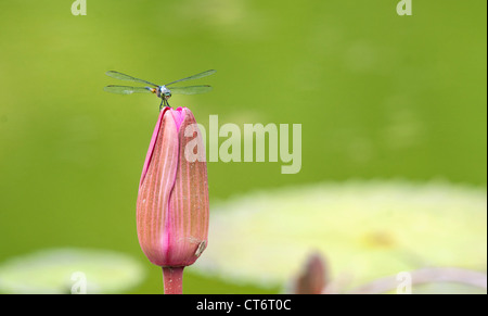 Immagine di una libellula su di un fiore di giglio Foto Stock