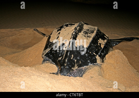 Liuto tartaruga di mare sulla spiaggia di notte Foto Stock