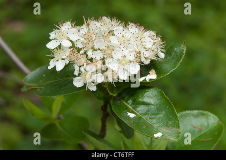 Fioritura Chokeberry nero, Giardino Botanico, Düsseldorf, Renania settentrionale-Vestfalia, Germania Foto Stock