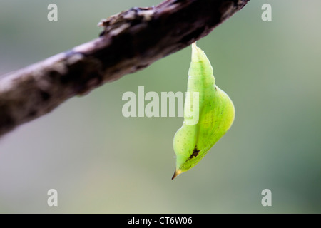 Brimstone Butterfly; Opisthograptis luteolata; pupa; Regno Unito Foto Stock