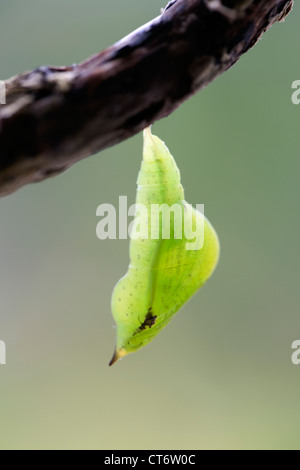 Brimstone Butterfly; Opisthograptis luteolata; pupa; Regno Unito Foto Stock