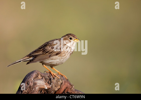 Corn Bunting; Miliaria calandra; Regno Unito Foto Stock