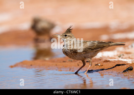 Crested Lark; Galerida cristata; Spagna; acque potabili Foto Stock