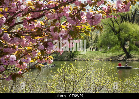 Fiori Ciliegio al Lago di Central Park di New York Foto Stock