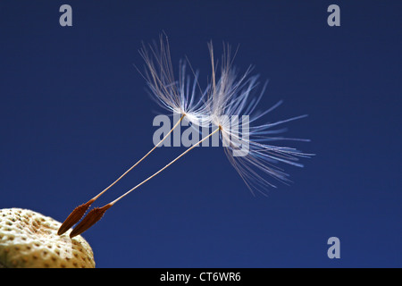 Semi di tarassaco (Taraxacum officinale) contro uno sfondo blu Foto Stock