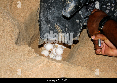 Tartaruga Liuto di deposizione delle uova Foto Stock