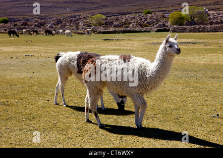 Lama e alpaca pascolare, tunupa, a sud-ovest della Bolivia, Sud America Foto Stock