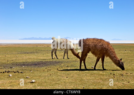 Lama e alpaca pascolare, tunupa, a sud-ovest della Bolivia, Sud America Foto Stock