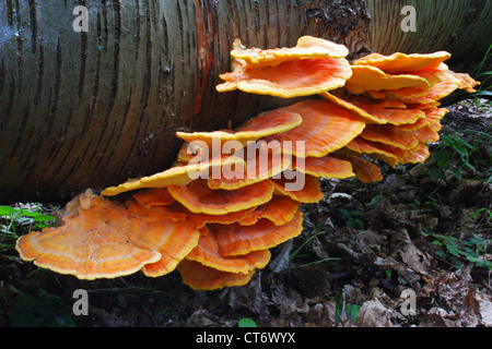 Orange Trametes versicolor o la Turchia fungo di coda Foto Stock