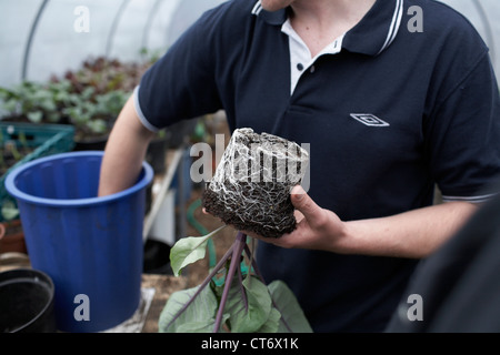 St George cripta senzatetto carità progetto di giardinaggio, Leeds, Regno Unito. Foto Stock