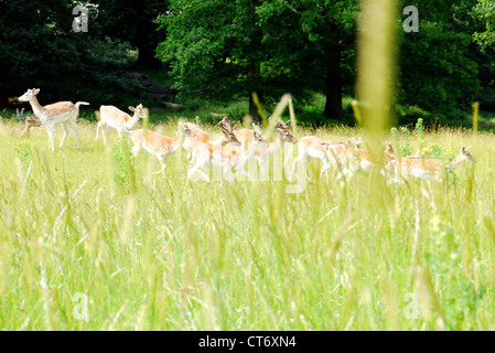 Deer in esecuzione attraverso la erba lunga. Il focus è sul capriolo ma l'erba è volutamente sfumata nella parte anteriore. Foto Stock