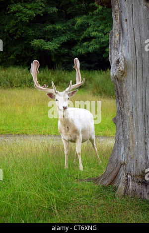 Un cervo bianco accanto a un punto morto Vecchia Quercia a Knole Park, Sevenoaks Foto Stock