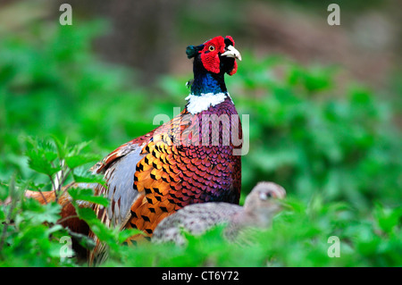 Due comuni fagiani nel sottobosco REGNO UNITO Foto Stock