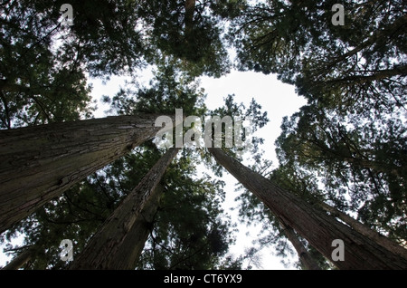 Tall giapponese pino visto da sotto Foto Stock