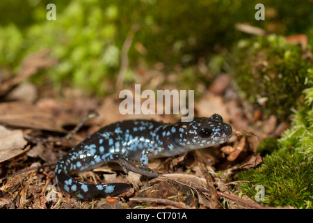 Blu-salamandra pezzata - Ambystoma laterale Foto Stock