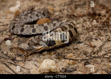 Orientale neonatale hognose snake (Heterodon platyrhinos) mangia di Fowler toad Foto Stock