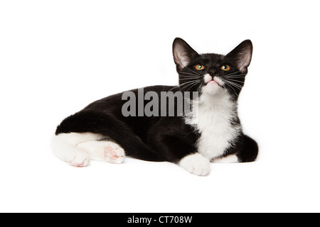 Bianco e nero domestico capelli corti gattino Foto Stock