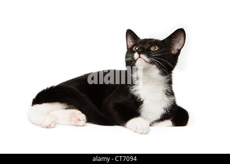 Bianco e nero domestico capelli corti gattino Foto Stock