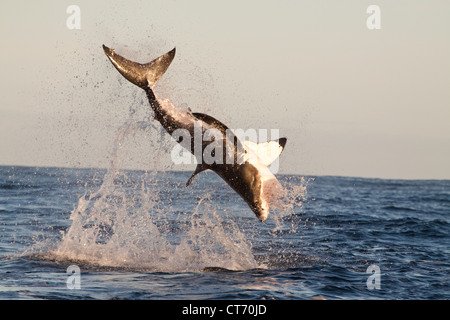 Il grande squalo bianco violare fuori dall'acqua cercando di retrodatare su una guarnizione decoy Gansbaai, Dyer Island, Sud Africa Foto Stock