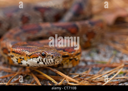 Il mais rosso serpente di ratto (Pantherophis guttatus) Foto Stock