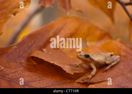 Northern Spring peeper (Pseudacris senape senape) sulle foglie Foto Stock
