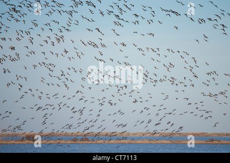 Stormo di oche brant (Branta bernicla) dopo un cavalcavia di eagle spaventare Foto Stock