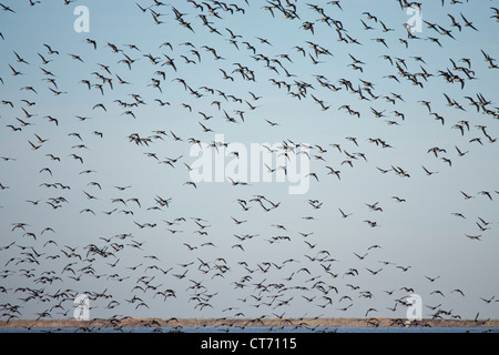 Flying gregge di brant (Branta bernicla) Foto Stock