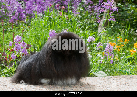 Pekingese nero seduta da fiori Foto Stock