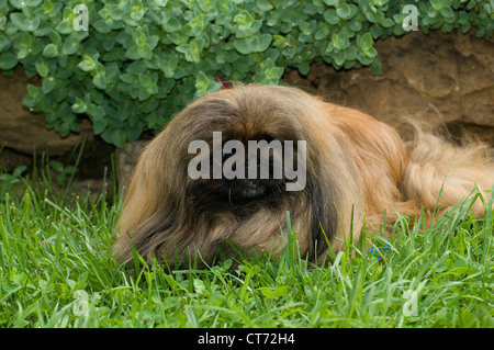 Pekingese giacente in erba Foto Stock