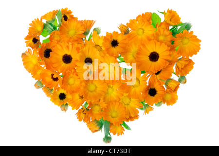 Herart fiori di calendula raccolti che loro di floral erba asciutta. Isolato su bianco. Foto Stock