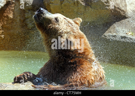Un orso bruno (Ursus arctos) sta scuotendo l'acqua Foto Stock