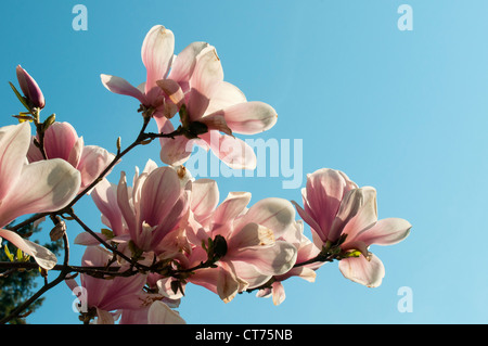 Fioritura Magnolia soulangeana Amabilis (piattino Magnolia), Smetanovy sady, Olomouc, Repubblica Ceca Foto Stock