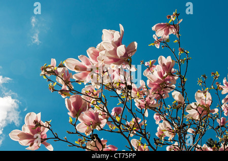 Fioritura Magnolia soulangeana Amabilis (piattino Magnolia), Smetanovy sady, Olomouc, Repubblica Ceca Foto Stock