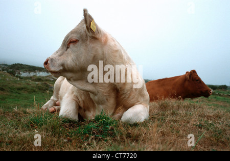 Irlanda, stanchi di mucche giacciono sull'erba Foto Stock