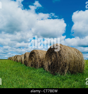 Fila di balle di fieno in un campo Foto Stock