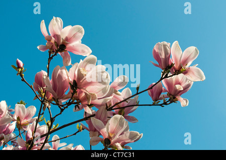 Fioritura Magnolia soulangeana Amabilis (piattino Magnolia), Smetanovy sady, Olomouc, Repubblica Ceca Foto Stock