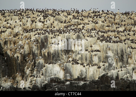 Guillemots sulla scogliera rocce, farne isole. Northumberland, England, Regno Unito Foto Stock