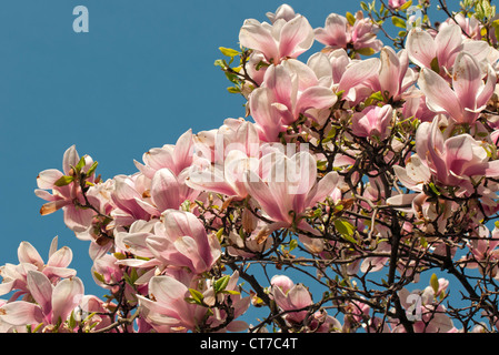 Fioritura Magnolia soulangeana Amabilis (piattino Magnolia), Smetanovy sady, Olomouc, Repubblica Ceca Foto Stock