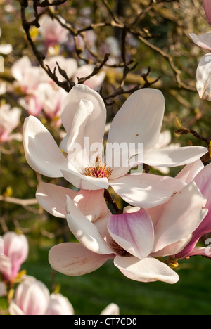 Fioritura Magnolia soulangeana Amabilis (piattino Magnolia), Smetanovy sady, Olomouc, Repubblica Ceca Foto Stock