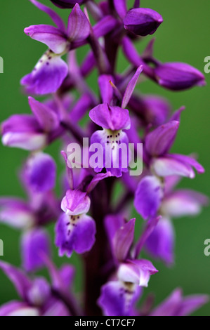 Un close-up di un inizio di orchidea viola REGNO UNITO Foto Stock