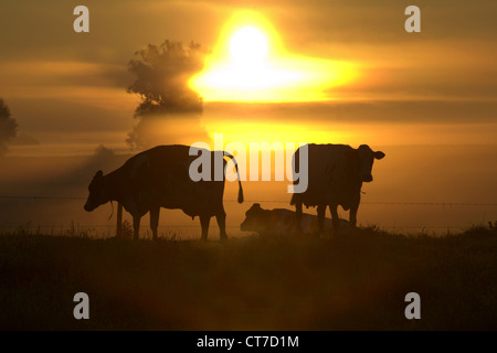 Vacche su un pascolo di Sunrise Foto Stock